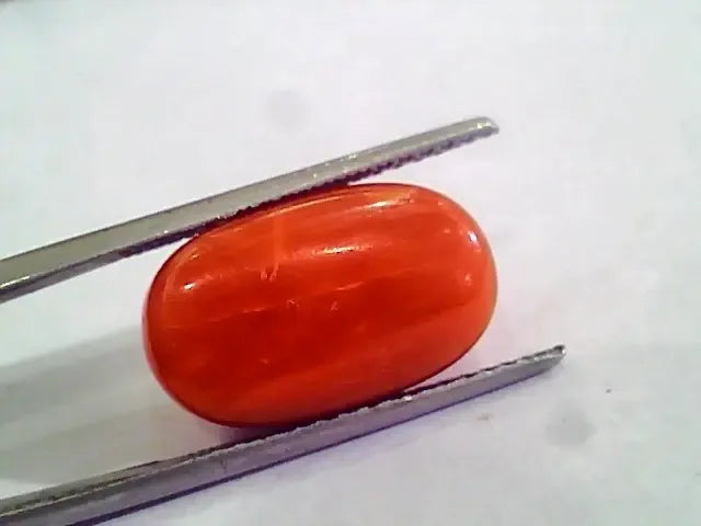 Huge 13.10 Ct Untreated Natural Premium Italian Red Coral AAAAA - Venus Gems