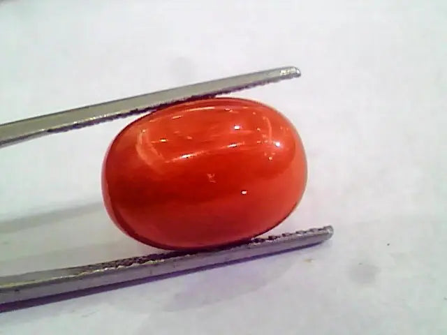 Huge 13.34 Ct Untreated Natural Premium Italian Red Coral AAAAA