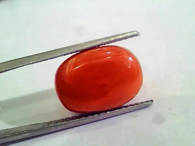 Huge 13.34 Ct Untreated Natural Premium Italian Red Coral AAAAA