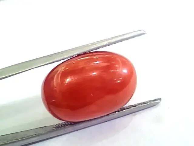 Huge 13.55 Ct Untreated Natural Premium Italian Red Coral AAAAA - Venus Gems