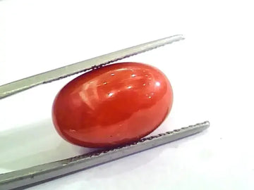 Huge 13.55 Ct Untreated Natural Premium Italian Red Coral AAAAA - Venus Gems