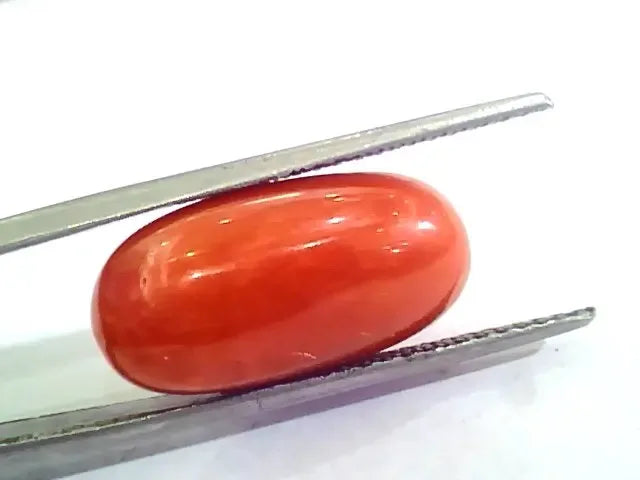 Huge 13.70 Ct Untreated Natural Premium Italian Red Coral AAAAA - Venus Gems