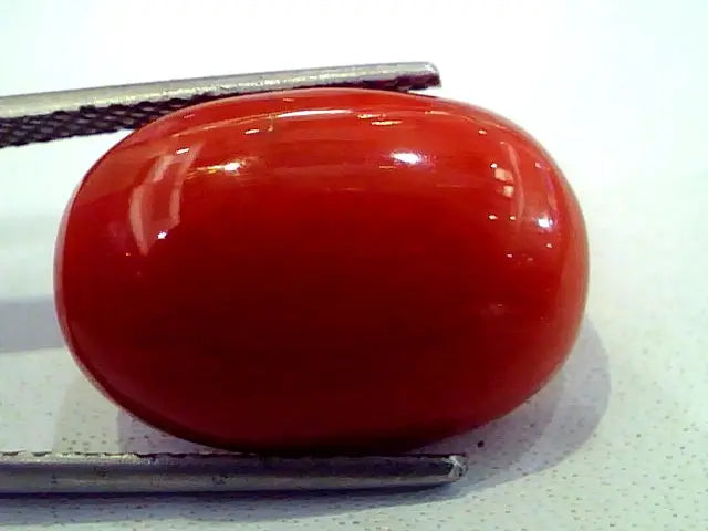 Huge 13.90 Ct Premium Natural Italian Red Coral,Real Moonga Gemstone AAA