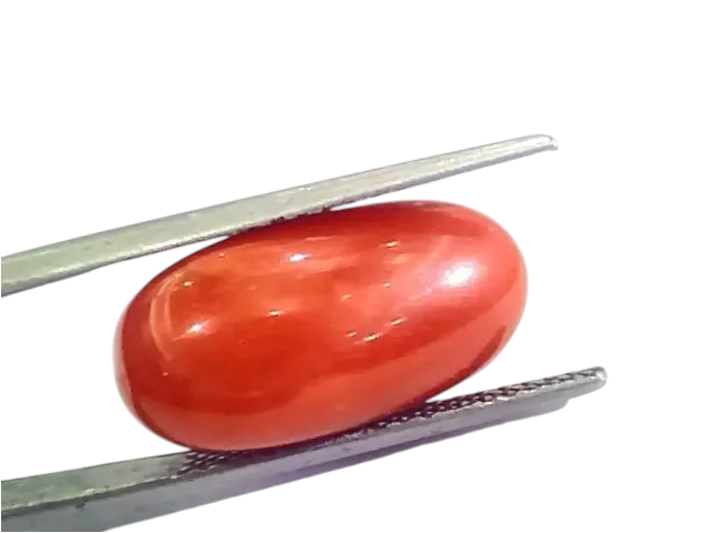 Huge 13.70 Ct Untreated Natural Premium Italian Red Coral AAAAA - Venus Gems