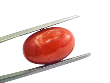Huge 13.55 Ct Untreated Natural Premium Italian Red Coral AAAAA - Venus Gems