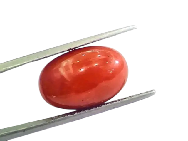 Huge 13.55 Ct Untreated Natural Premium Italian Red Coral AAAAA - Venus Gems