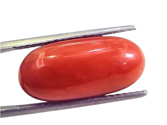 Huge 13.04 Ct Untreated Natural Premium Italian Red Coral Gems AAA - Venus Gems