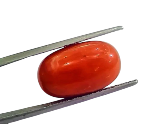 Huge 13.10 Ct Untreated Natural Premium Italian Red Coral AAAAA - Venus Gems