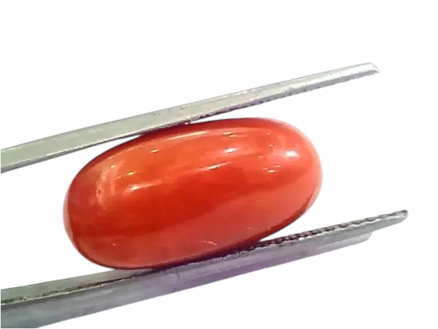 Huge 13.70 Ct Untreated Natural Premium Italian Red Coral AAAAA - Venus Gems