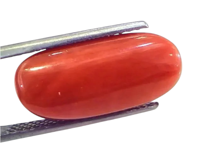 Huge 13.04 Ct Untreated Natural Premium Italian Red Coral Gems AAA - Venus Gems