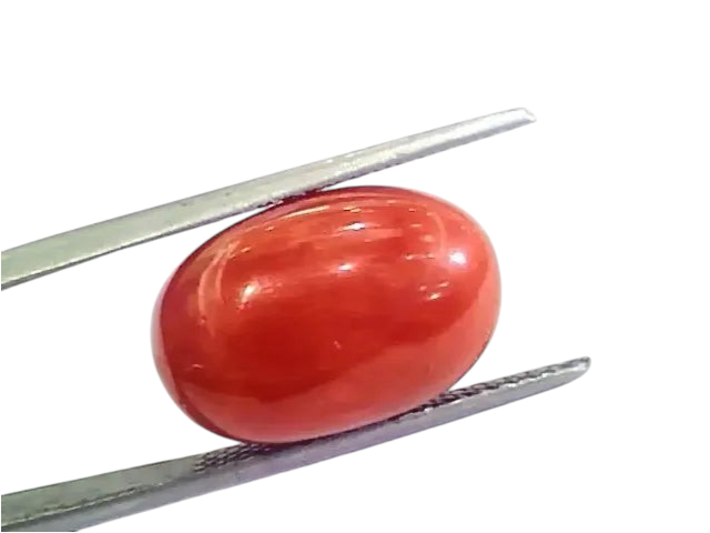 Huge 13.55 Ct Untreated Natural Premium Italian Red Coral AAAAA - Venus Gems