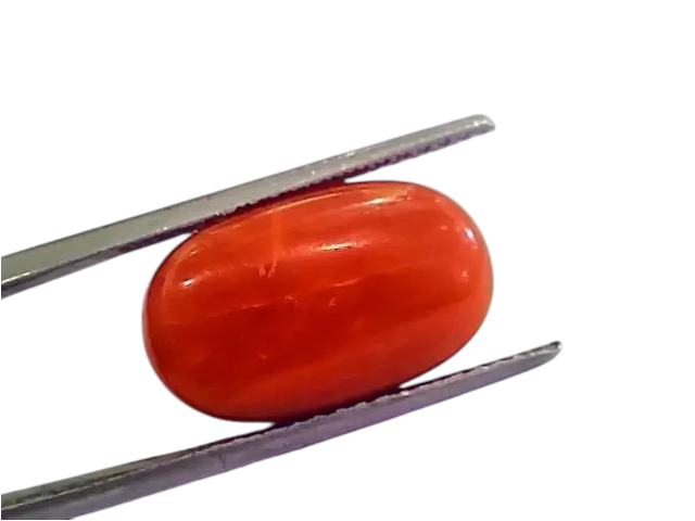 Huge 13.10 Ct Untreated Natural Premium Italian Red Coral AAAAA - Venus Gems