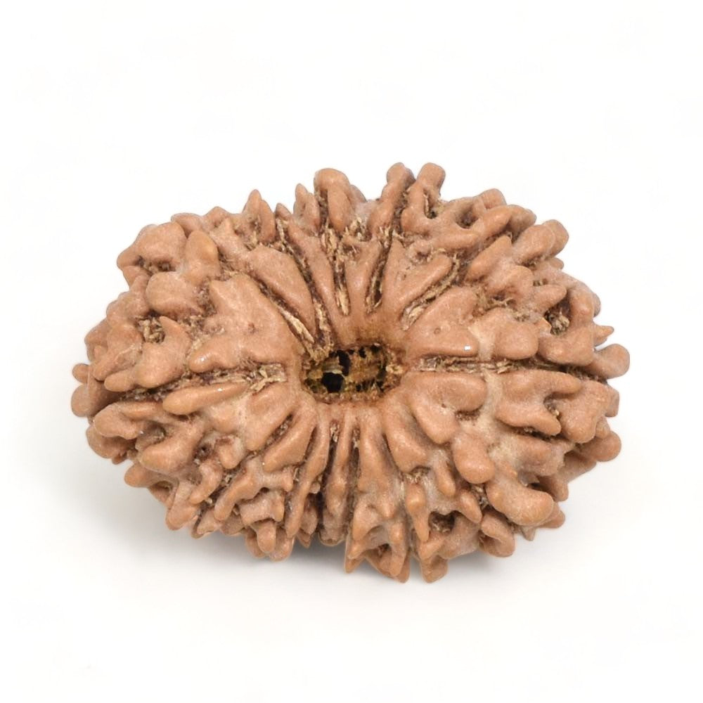 13 Mukhi Rudraksha Nepali bead from Venus Gems, featuring a unique textured surface, symbolizing wealth and success.