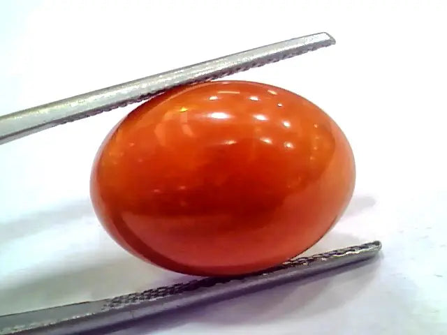 Huge 14.15 Ct 23.3 Ratti Natural Untreated Japan Red Coral Moonga Gems