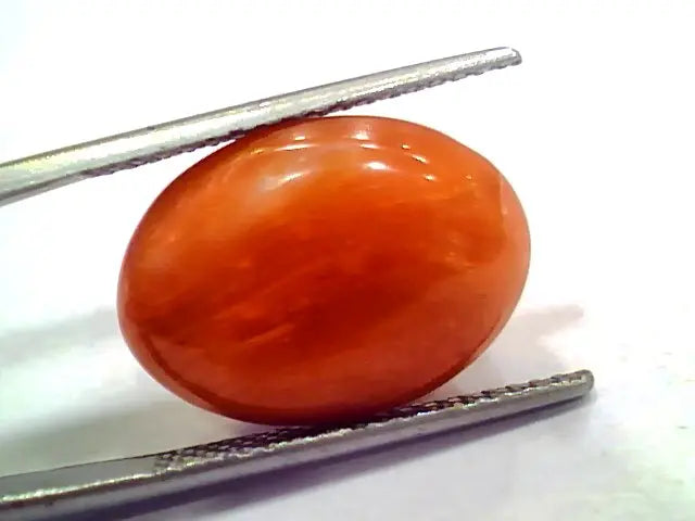 Huge 14.15 Ct 23.3 Ratti Natural Untreated Japan Red Coral Moonga Gems
