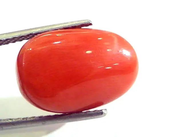Huge 14.32 Ct Untreated Natural Premium Italian Red Coral AAAAA