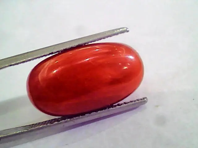 Huge 14.57 Ct Untreated Natural Premium Italian Red Coral AAAAA