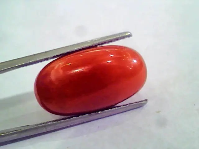 Huge 14.57 Ct Untreated Natural Premium Italian Red Coral AAAAA