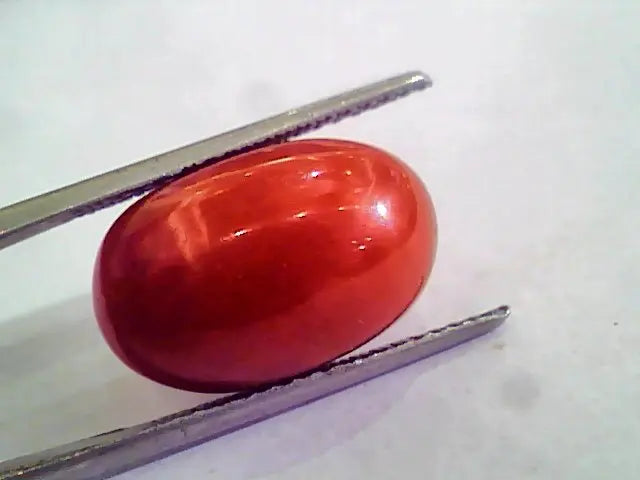 Huge 14.56 Ct Untreated Natural Premium Italian Red Coral AAAAA
