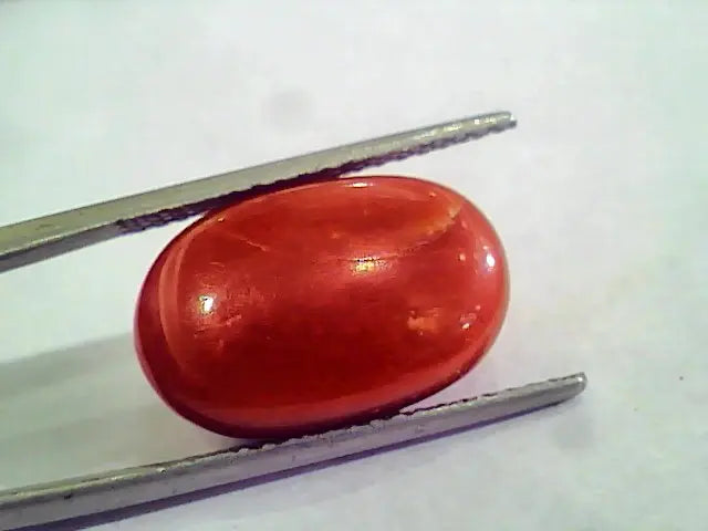 Huge 14.56 Ct Untreated Natural Premium Italian Red Coral AAAAA