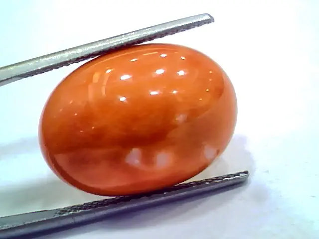 Huge 14.92 Ct 24.6 Ratti Natural Untreated Japan Red Coral Moonga Gems