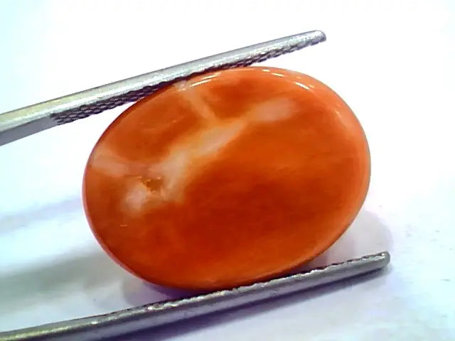 Huge 14.92 Ct 24.6 Ratti Natural Untreated Japan Red Coral Moonga Gems
