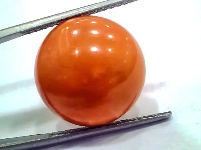 Huge 15.09 Ct 25 Ratti Natural Untreated Japan Red Coral Moonga Gems
