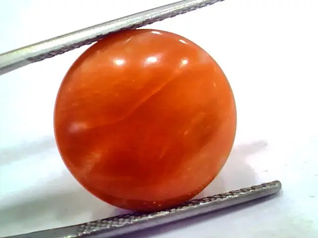 Huge 15.09 Ct 25 Ratti Natural Untreated Japan Red Coral Moonga Gems