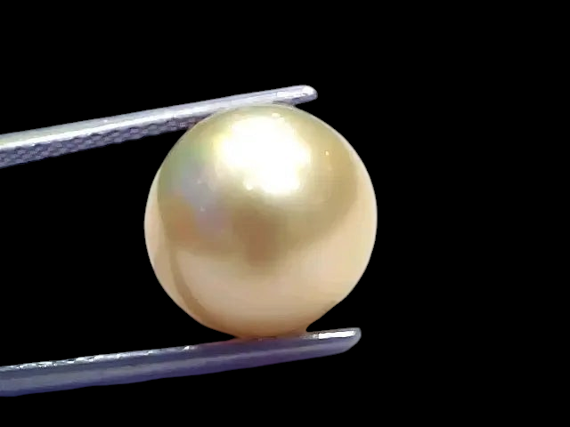Huge 14.45 Ct Natural Certified Real South Sea Pearl Certified Moti - Venus Gems