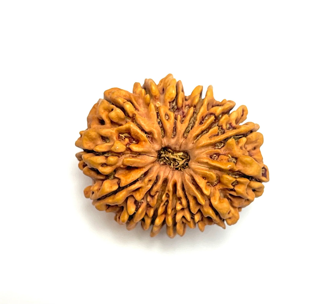 14 Mukhi Rudraksha bead from Venus Gems, featuring a unique, textured surface with deep grooves and a warm brown color.
