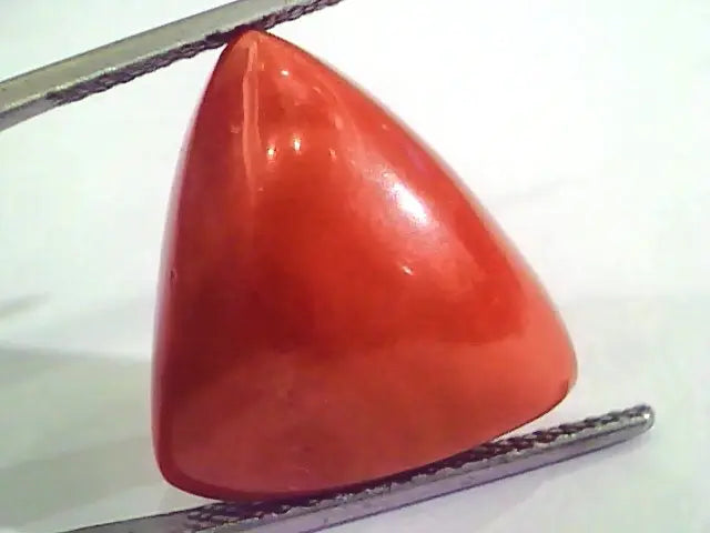 Huge 15.32 Ct Untreated Natural Italian Triangle Red Coral AAA