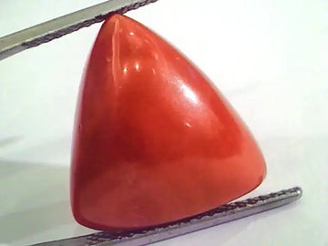 Huge 15.32 Ct Untreated Natural Italian Triangle Red Coral AAA