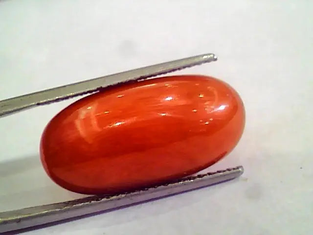 Huge 15.36 Ct Untreated Natural Premium Italian Red Coral AAAAA