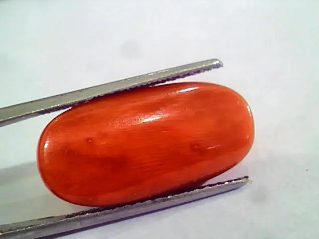 Huge 15.36 Ct Untreated Natural Premium Italian Red Coral AAAAA