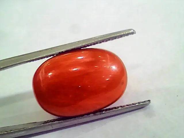 Huge 15.44 Ct Untreated Natural Premium Italian Red Coral AAAAA