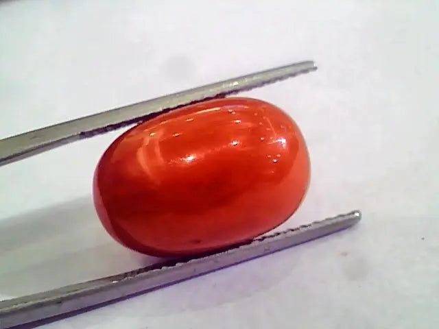 Huge 15.44 Ct Untreated Natural Premium Italian Red Coral AAAAA