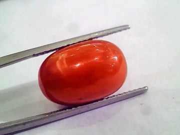 Huge 15.44 Ct Untreated Natural Premium Italian Red Coral AAAAA
