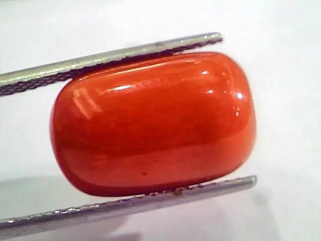 Huge 15.55 Ct Untreated Natural Italian Red Coral Gemstones AAA