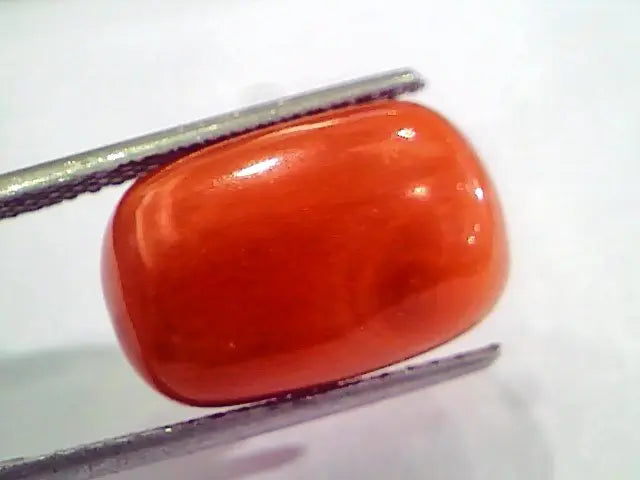 Huge 15.55 Ct Untreated Natural Italian Red Coral Gemstones AAA