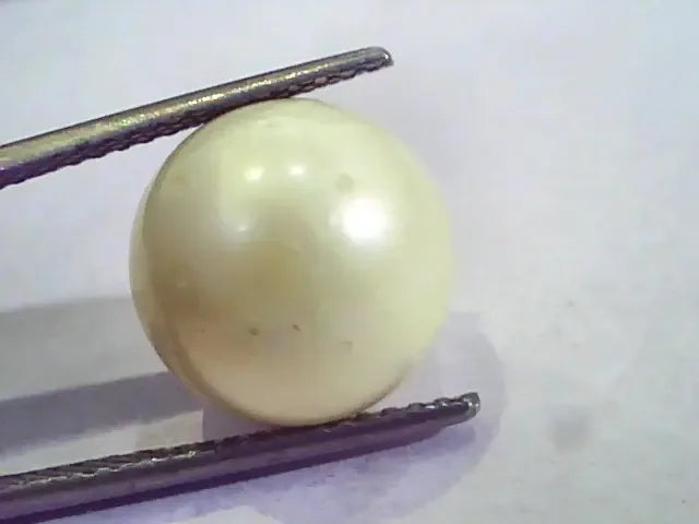 Huge 15.71 Carat Natural Certified Real South Sea Pearl,Certified Moti - Venus Gems