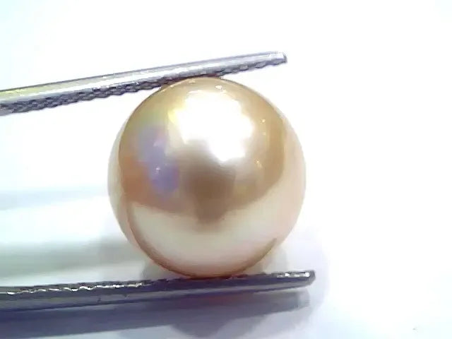 Huge 15.74 Ct Natural Certified Real South Sea Pearl Certified Moti - Venus Gems