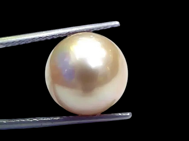 Huge 15.74 Ct Natural Certified Real South Sea Pearl Certified Moti - Venus Gems