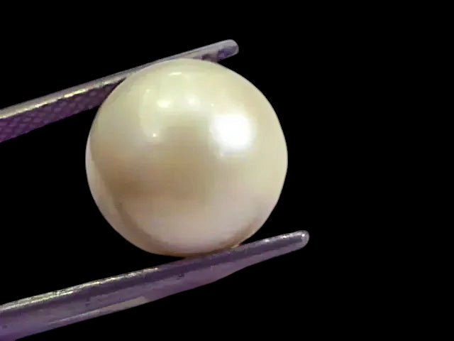 Huge 15.72 Carat Natural Certified Real South Sea Pearl,Certified Moti - Venus Gems