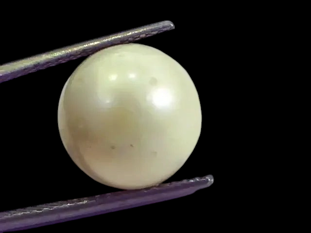Huge 15.71 Carat Natural Certified Real South Sea Pearl,Certified Moti - Venus Gems
