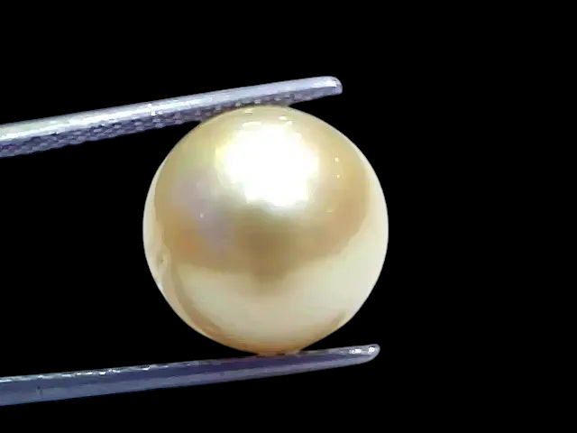 Huge 15.84 Ct Natural Certified Real South Sea Pearl Certified Moti - Venus Gems