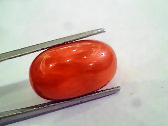 Huge 16.07 Ct Untreated Natural Premium Italian Red Coral AAAAA