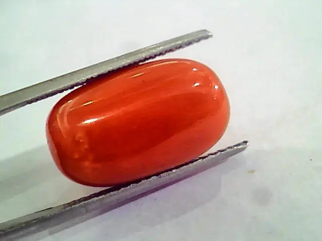 Huge 16.07 Ct Untreated Natural Premium Italian Red Coral AAAAA