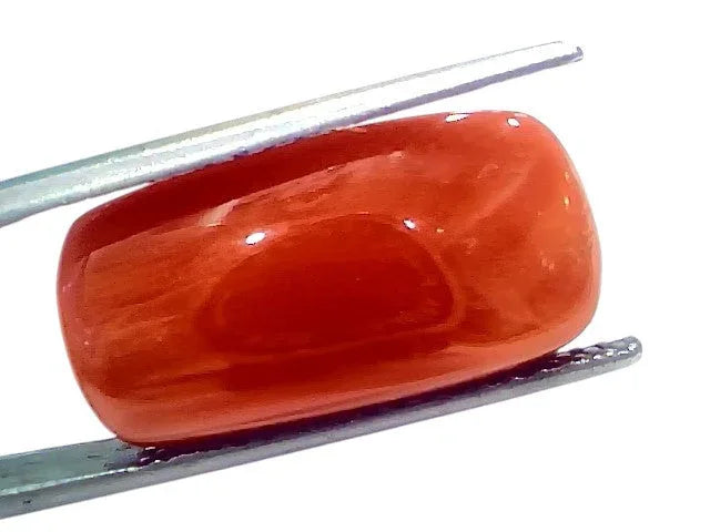 Huge 16.65 Ct Natural Untreated Italian Red Coral Moonga Gemstone - Venus Gems