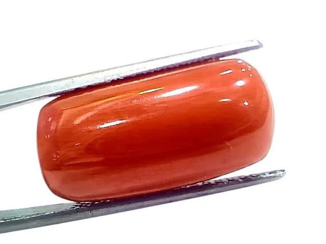 Huge 16.65 Ct Natural Untreated Italian Red Coral Moonga Gemstone - Venus Gems
