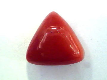 Huge 16.03 Ct Untreated Undyed Natural Italian Triangle Red Coral